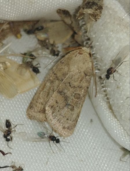 Hoplodrina octogenaria 