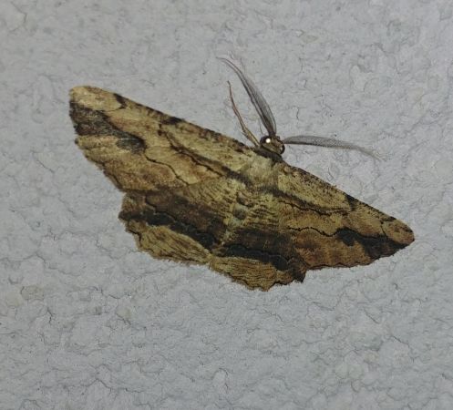Horisme vitalbata 