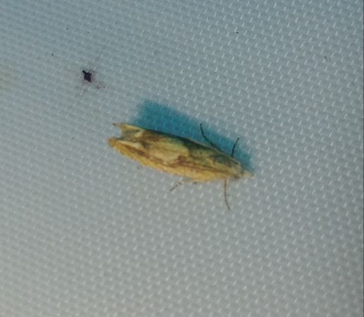 Eucosma sp. 