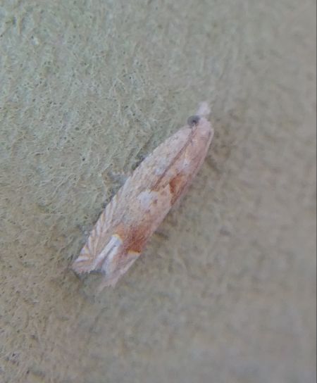 Eucosma sp. 