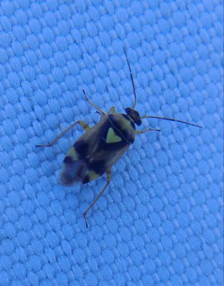 Orthops sp. 