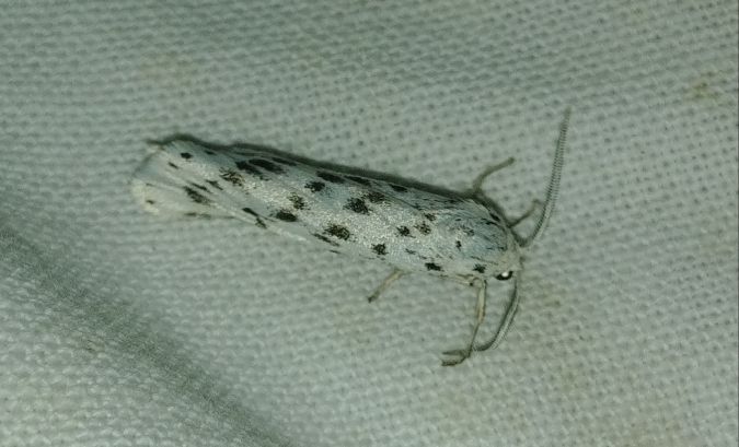 Coscinia cribraria 