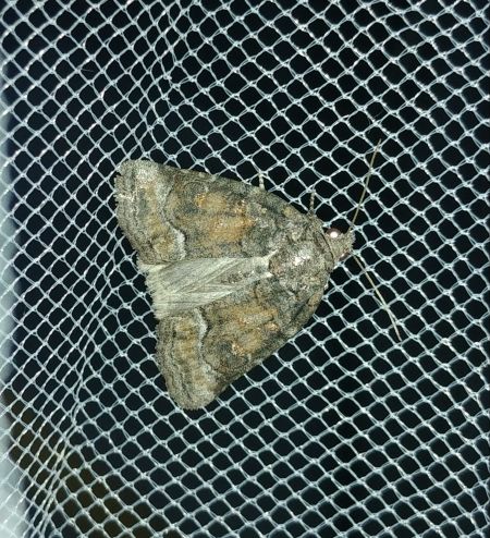 Bryophila ravula 