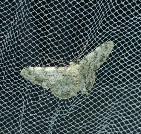 Idaea contiguaria 