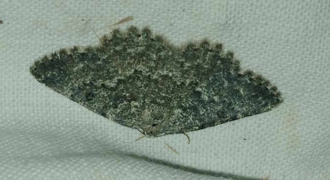 Charissa glaucinaria 