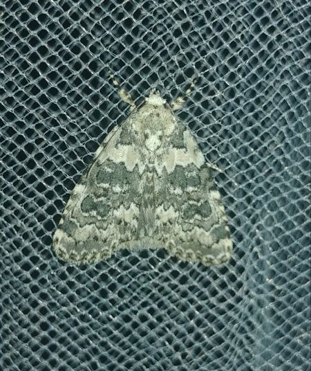 Bryophila domestica 