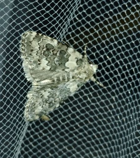 Bryophila domestica 