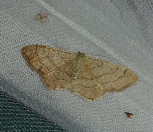 Idaea deversaria 