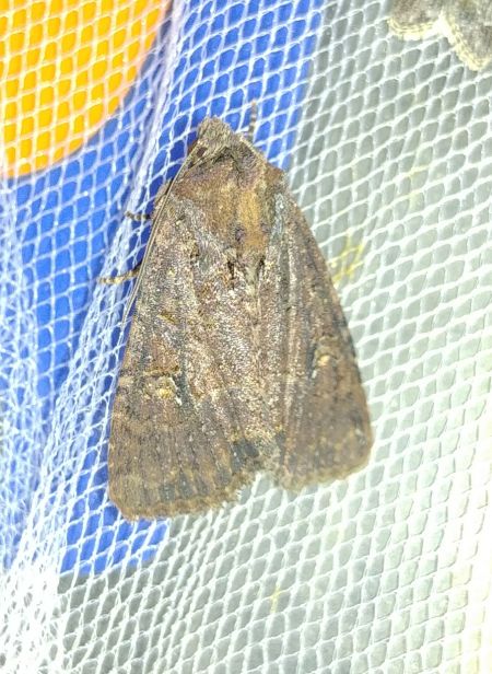 Diarsia brunnea 