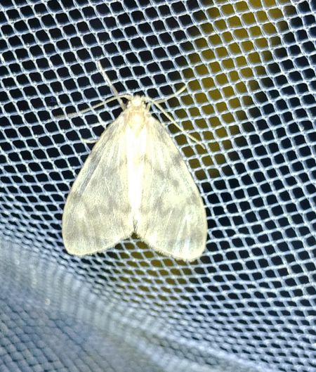 Mondaine 