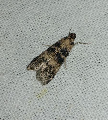 Euzophera pinguis 