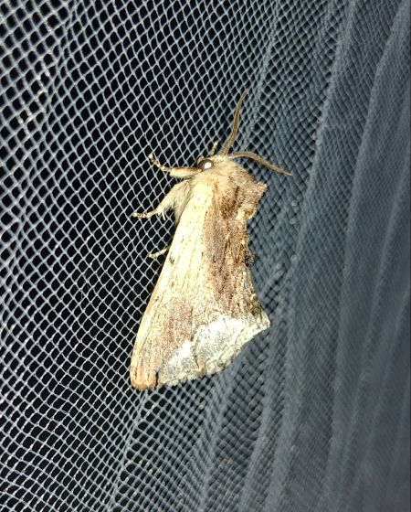 Bombyx capuchon 