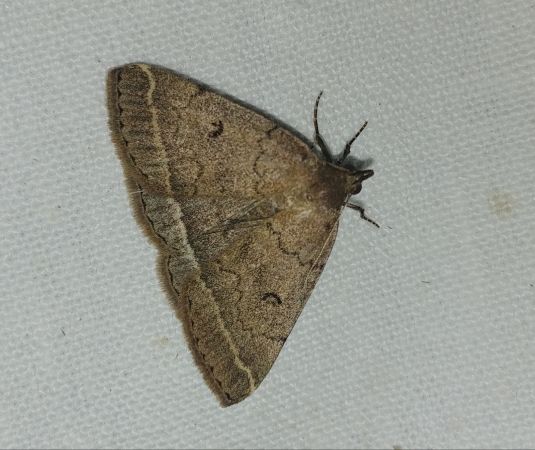 Zanclognatha zelleralis 