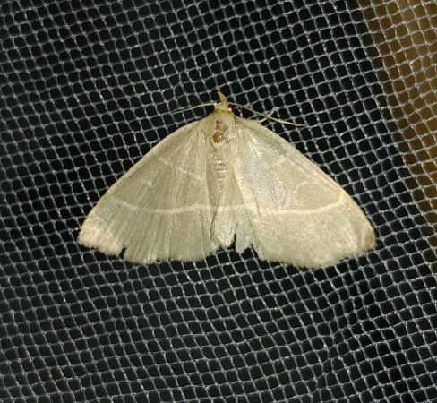 Trisateles emortualis 