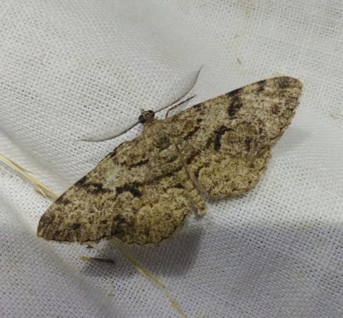 Peribatodes secundaria 