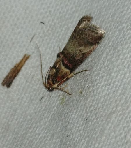 Acrobasis tumidana 