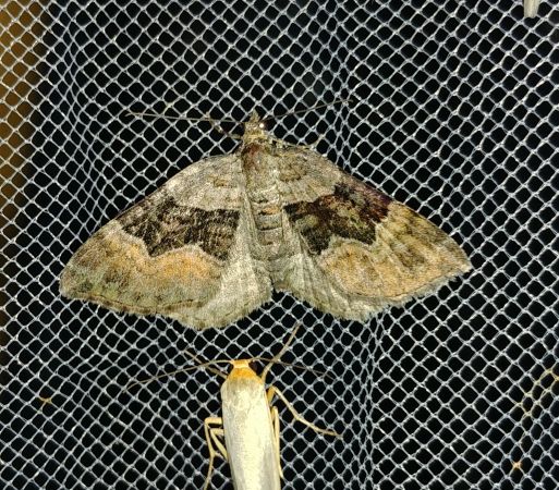 Xanthorhoe quadrifasiata 