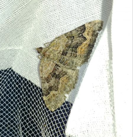 Xanthorhoe quadrifasiata 