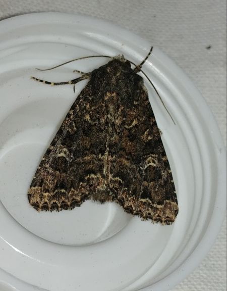 Apamea furva 