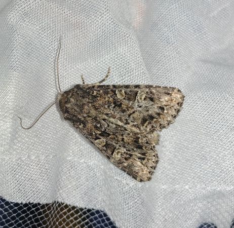 Apamea furva 