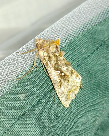 Autographa pulchrina 