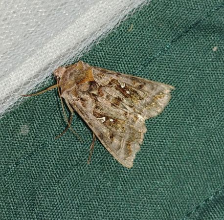 Autographa pulchrina 