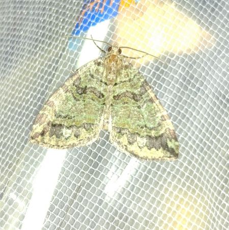 Hydriomena furcata 