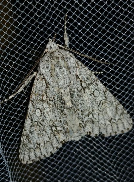 Acronicta aceris 