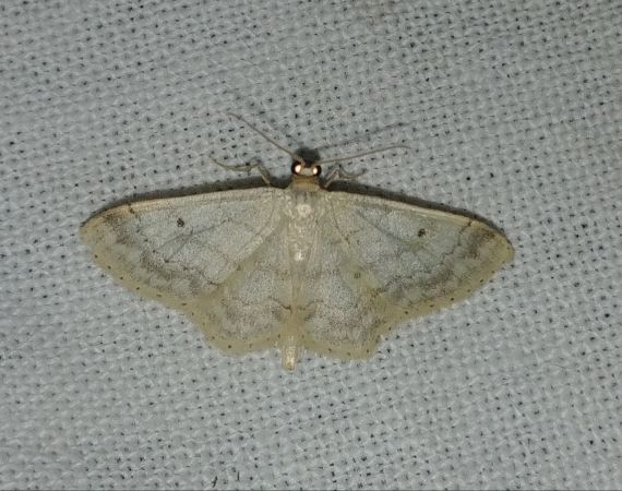 Idaea biselata 
