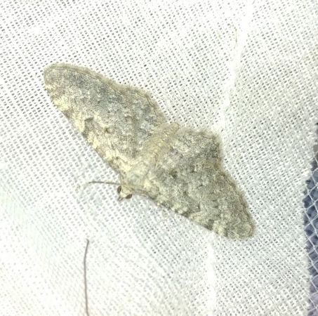 Eupithecia impurata 