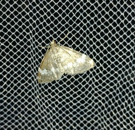 Perizoma alchemillata 