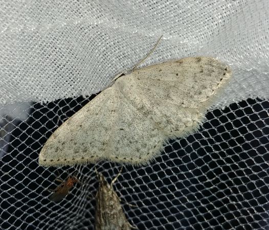 Scopula marginepunctata 