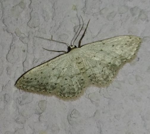 Scopula marginepunctata 