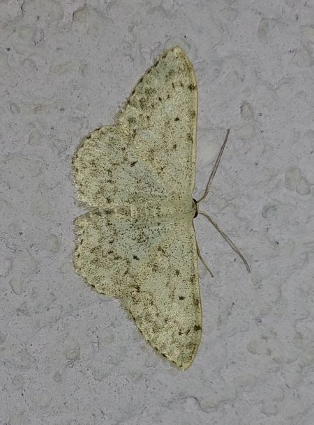 Scopula marginepunctata 