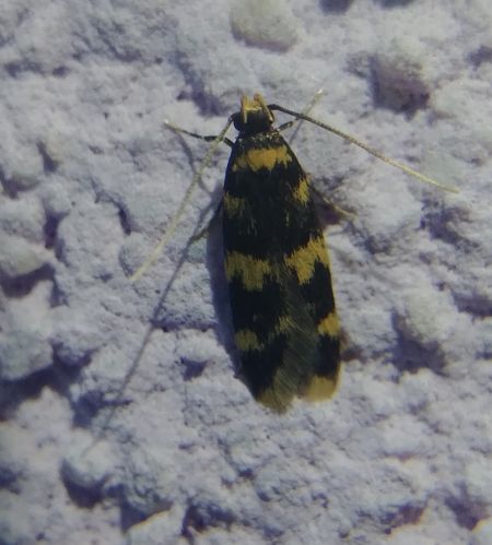 Oegoconia indéterminé 