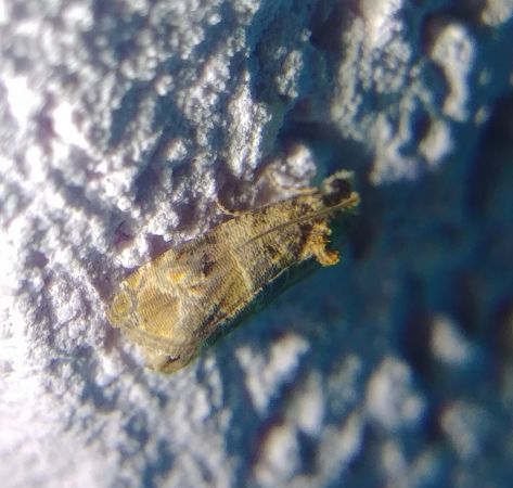 Lobesia sp. 