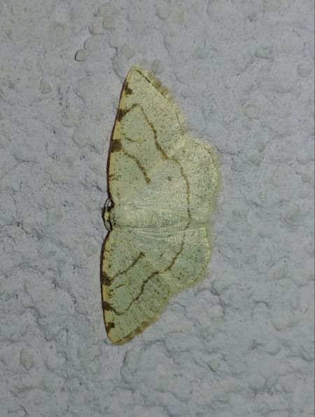 Stegania trimaculata 