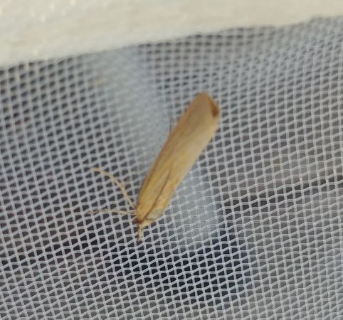 Pediasia luteella 