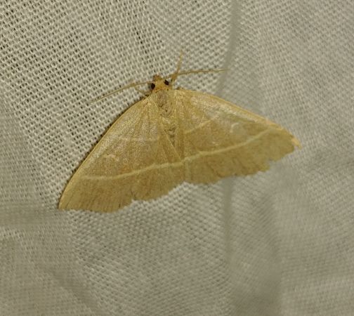 Trisateles emortualis 