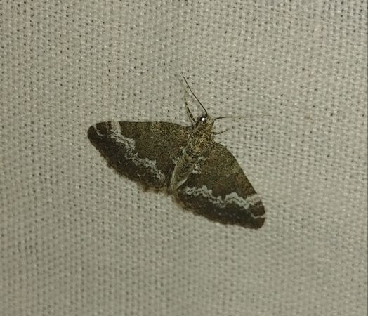 Perizoma alchemillata 