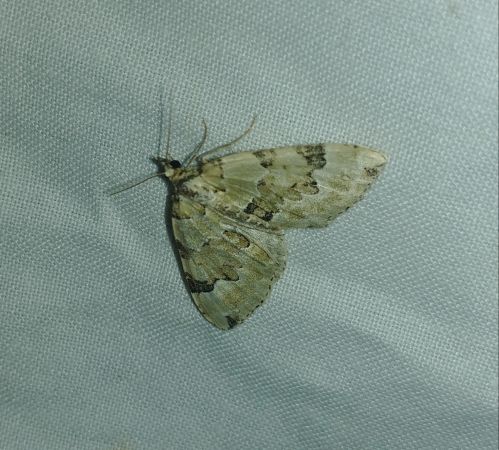 Colostygia pectinataria 