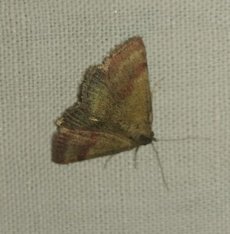 Phytometra viridaria 