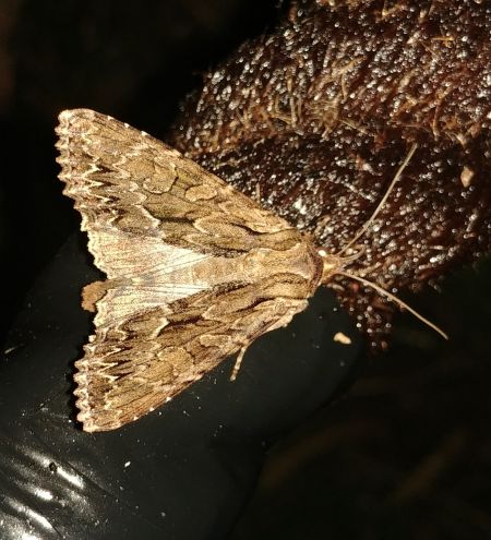 Apamea monoglypha 