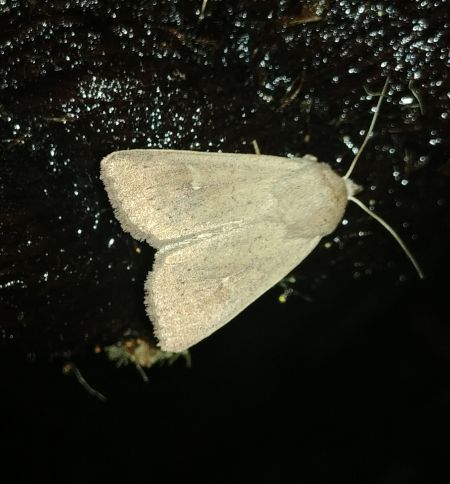 Mythimna ferrago 