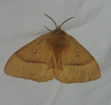 Bombyx du Chêne 