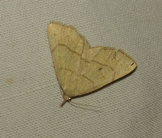 Paracolax tristalis 