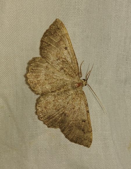Gnophos furvata 