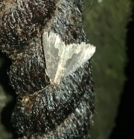 Dypterygia scabriuscula 