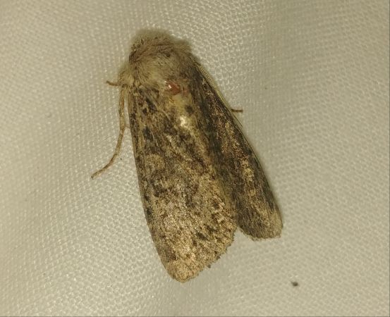 Apamea furva 