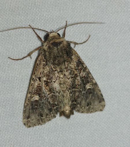 Apamea furva 